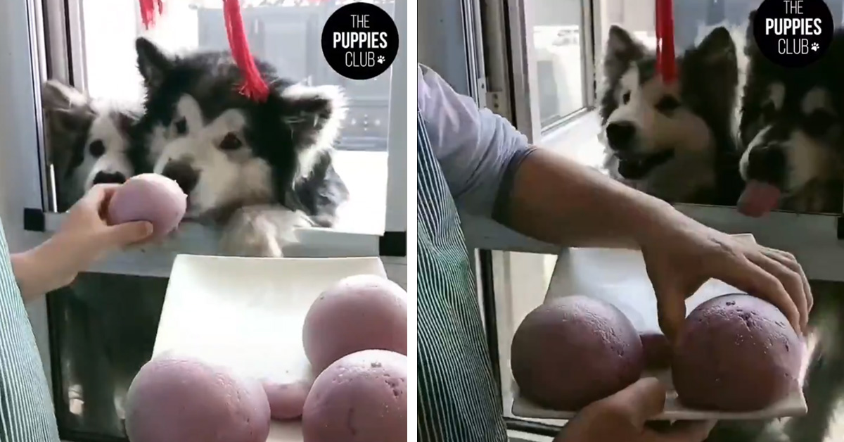 I cani mangiano alla velocità della luce con una coordinazione incredibile (video)