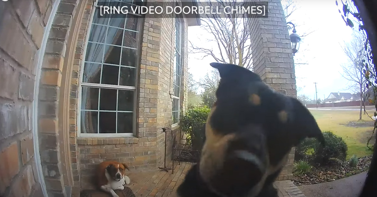 I cani suonano il campanello di casa quando hanno finito di giocare e vogliono rientrare (video)