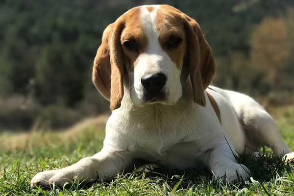 Cane in un prato