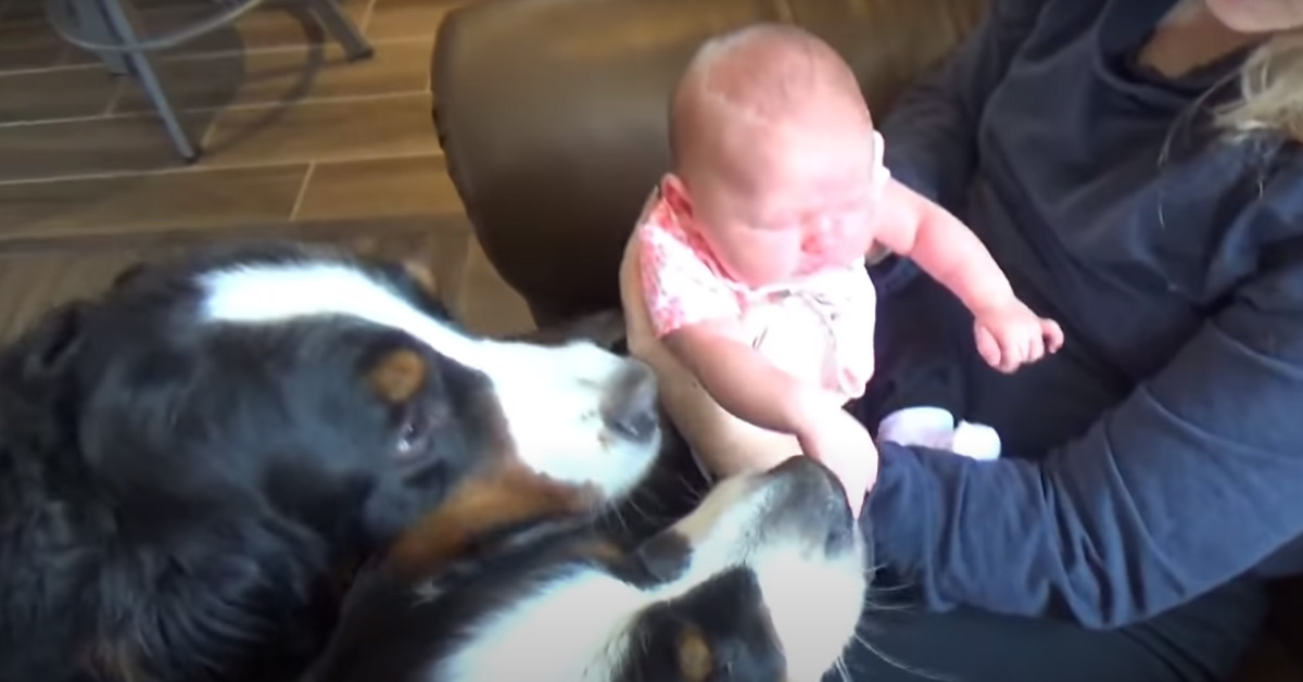 I due cani Bovaro del Bernese danno il benvenuto al bambino in un modo molte dolce (video)