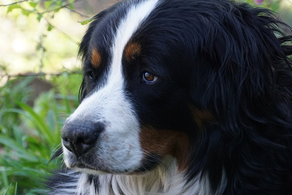 Bovaro del Bernese osserva attento