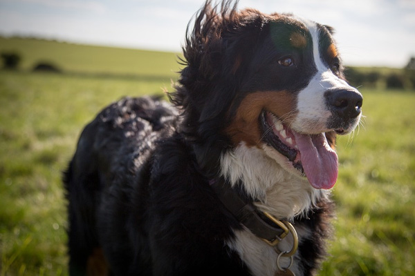 Bovaro del Bernese osserva felice