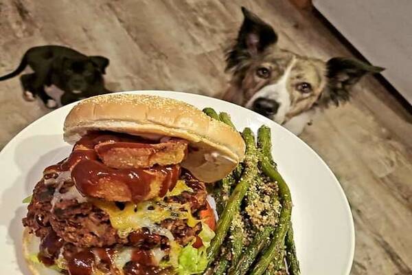 cane che guarda il cibo