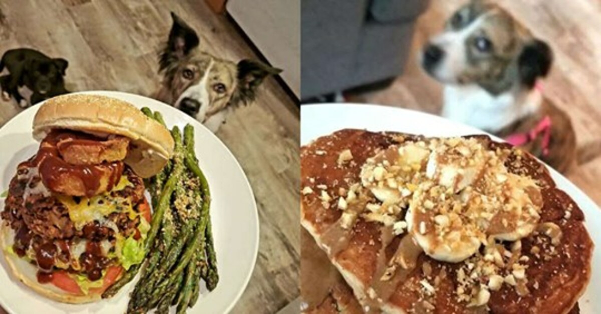 I quattro cani si intrufolano sempre nelle foto delle preparazioni culinarie