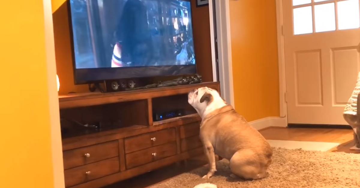 Il Bulldog guarda il film horror Annabelle e la sua reazione diventa virale (video)