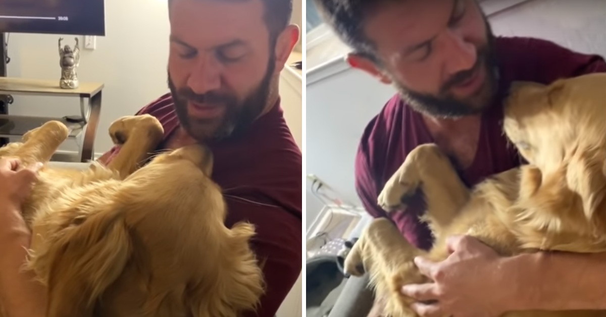 Il Golden Retriever si addormenta solo con la ninna nanna del proprietario (video)