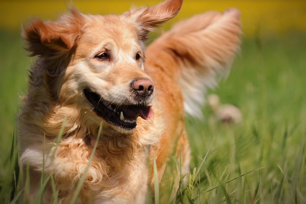 Cane che corre