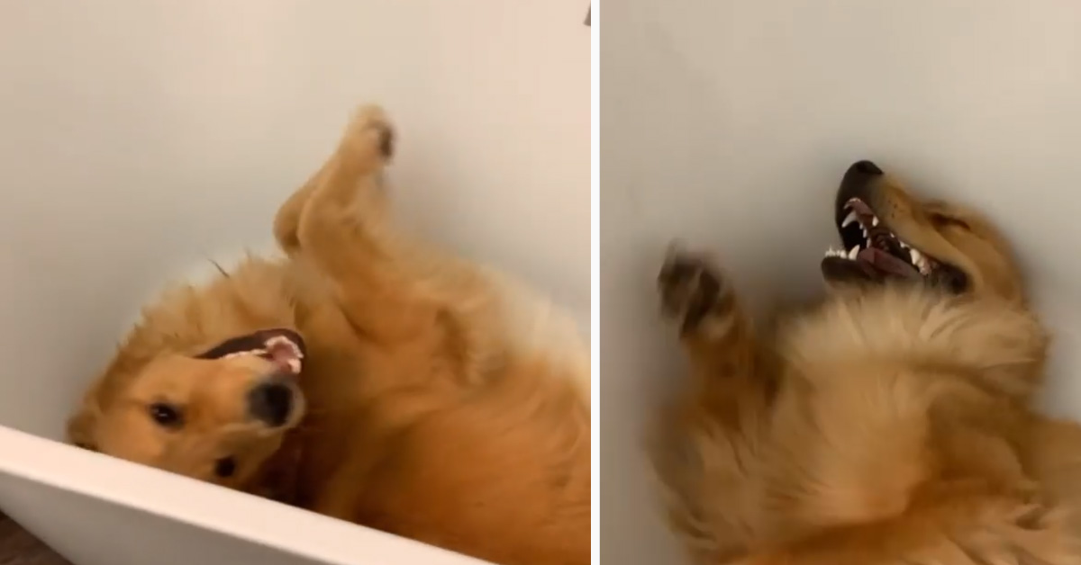 Il Golden Retriever è felicissimo di entrare nella vasca da bagno (video)