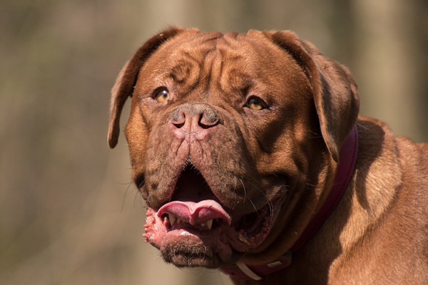 Cane che osserva