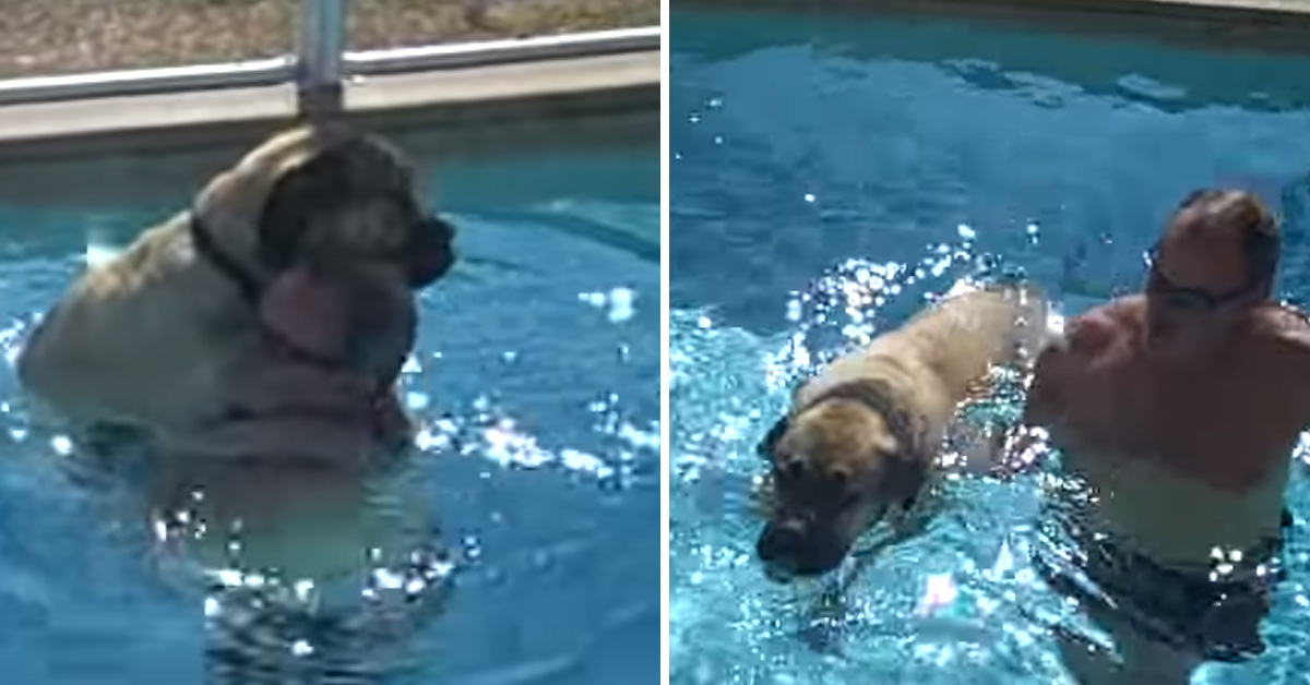 Il Mastino gigante non sa nuotare e il suo proprietario lo aiuta dolcemente (video)