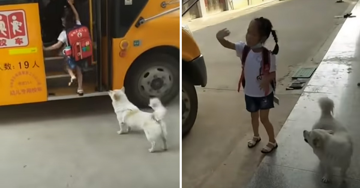Il cagnolino ogni giorno accompagna la bambina allo scuolabus (video)