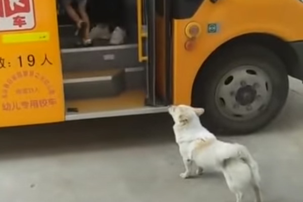 Cagnolino davanti ad un autobus