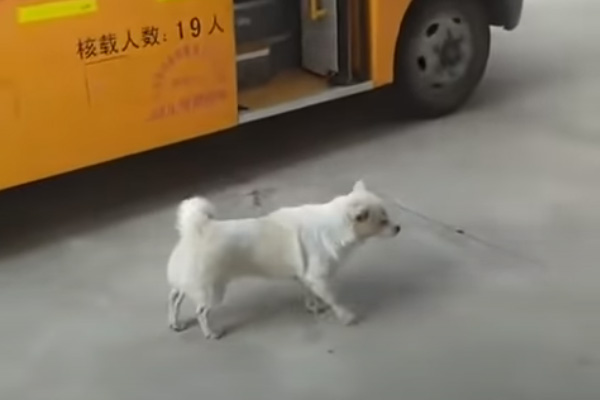 Cagnolino davanti ad un autobus