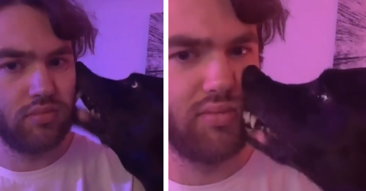 Il cagnolino si “lava i denti” con la barba del proprietario e il video conquista il web
