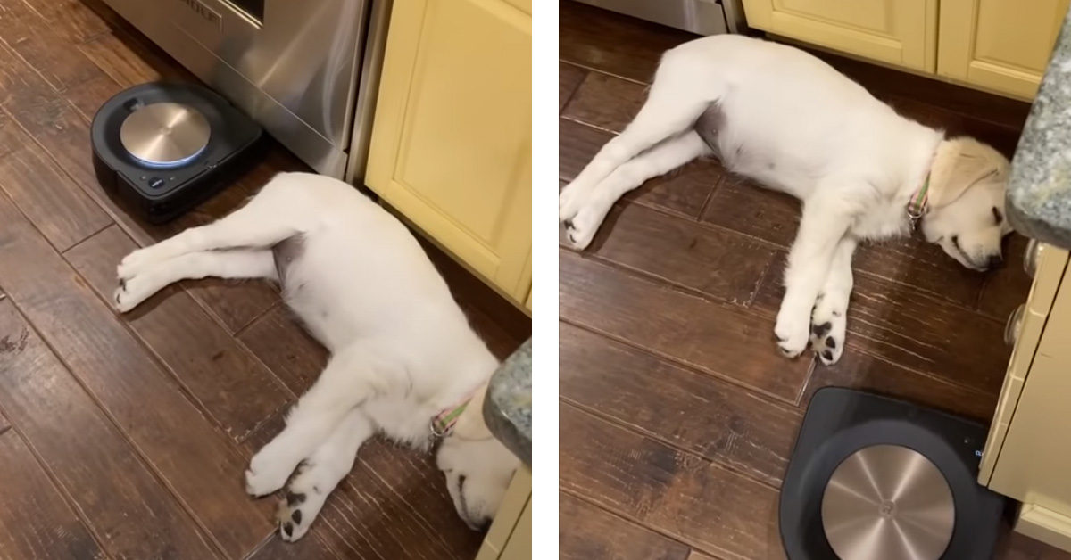 Il cucciolo di Golden Retriever non lascia che l’aspirapolvere robot rovini il suo pisolino (video)
