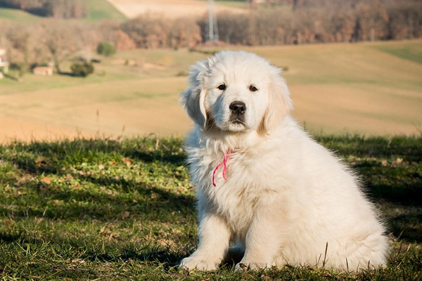 Cucciolo di Golden Retriever in un prato