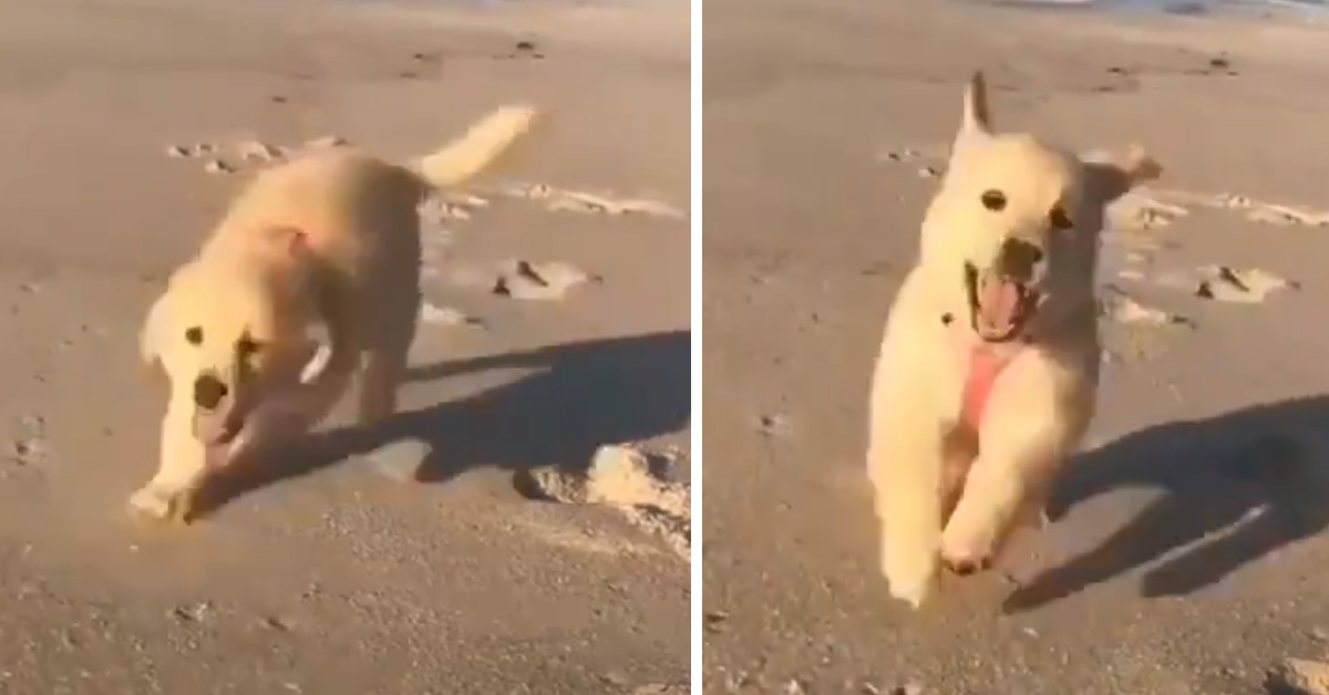 Il cucciolo di Golden Retriever scopre la spiaggia e il mare e la sua felicità è contagiosa (video)