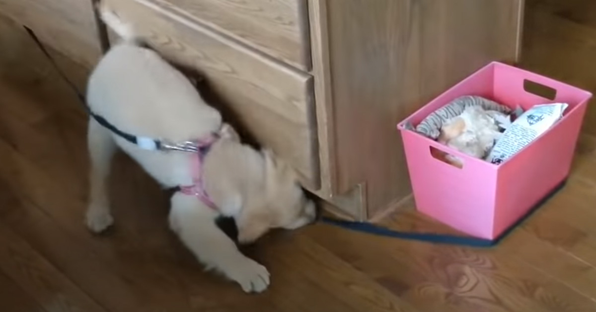 Il cucciolo di Golden Retriever trova un modo divertente per sconfiggere la noia (video)