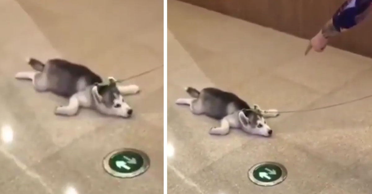 Il cucciolo di Husky è stanco e non vuole più camminare: la sua trovata è geniale (video)