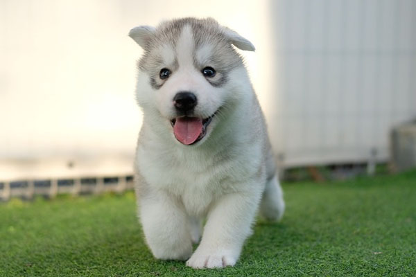 Cucciolo di Husky che corre