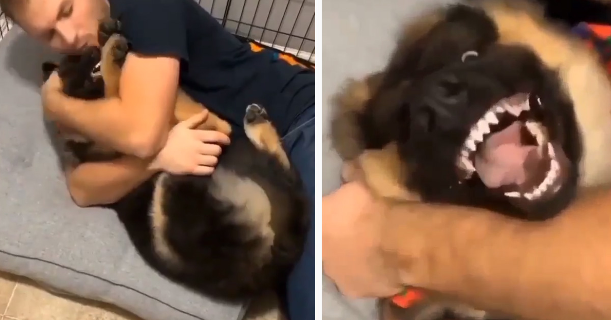 Il cucciolo di Pastore Tedesco non vuole gli abbracci e sa come farsi capire (video)
