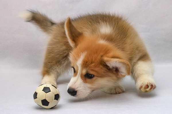 Cane che gioca con una pallina