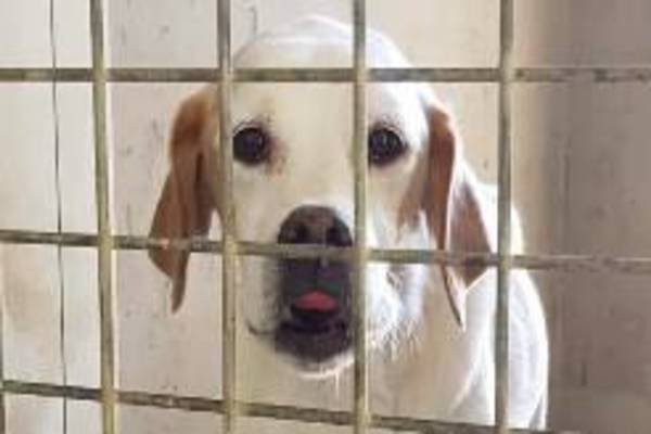 cane dentro un box