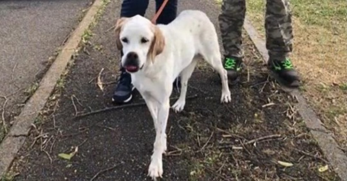 Il miracolo di Wanda, la cagnolina malata di tumore è stata finalmente adottata (Video)