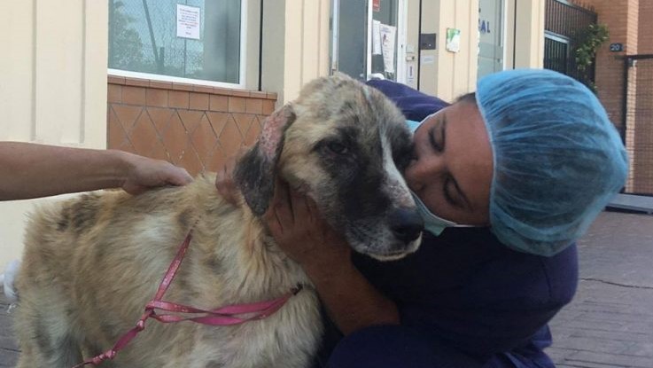 Il miracoloso salvataggio di Ulisse, il cane abbandonato dentro un sacco e per fortuna salvato (video)