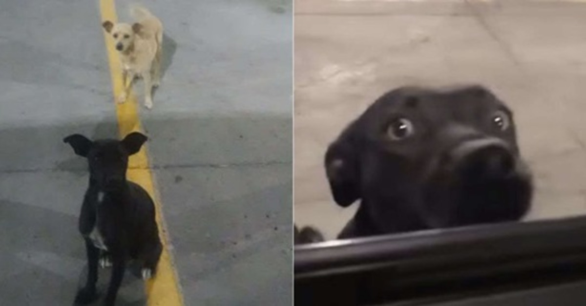 Il salvataggio di Patty e Pepper, due cagnolini che vivevano per la strada