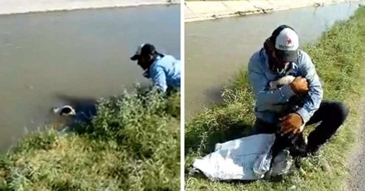 Il video del salvataggio di un cagnolino finito in un canale