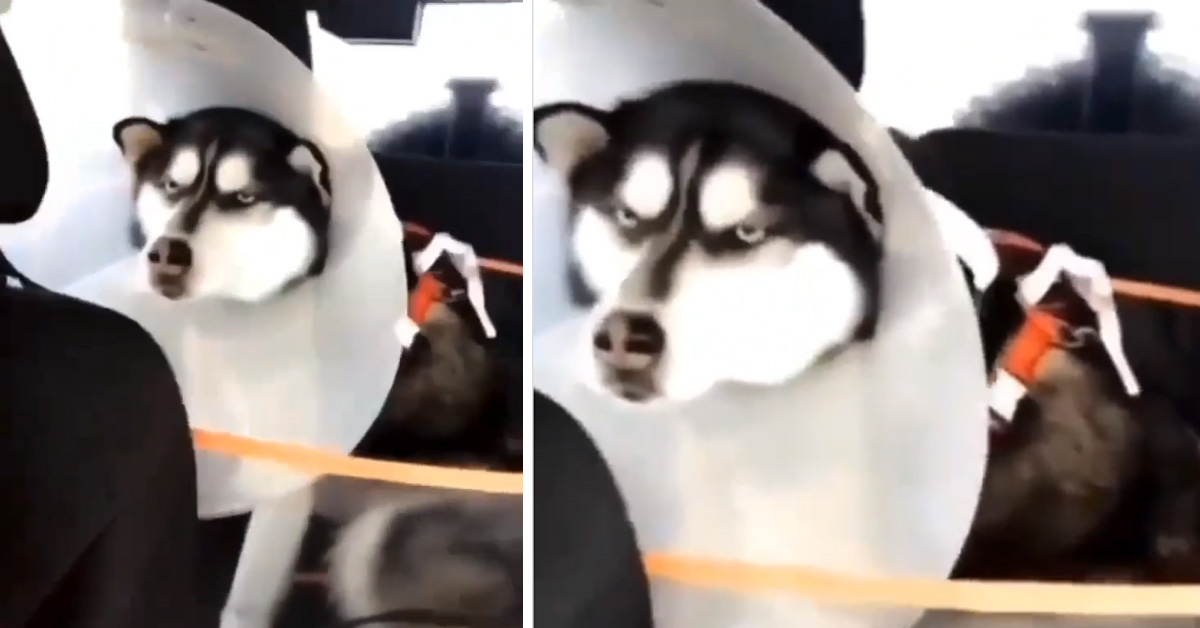 L’Husky non è felice di essere stato dal veterinario e non nasconde il suo disappunto (video)