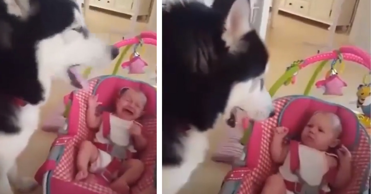 L’Husky sa come far smettere un bambino di piangere (video)