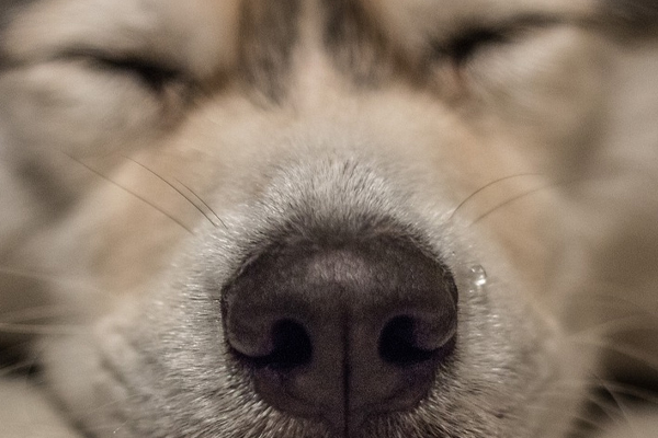 Primo piano di un Husky