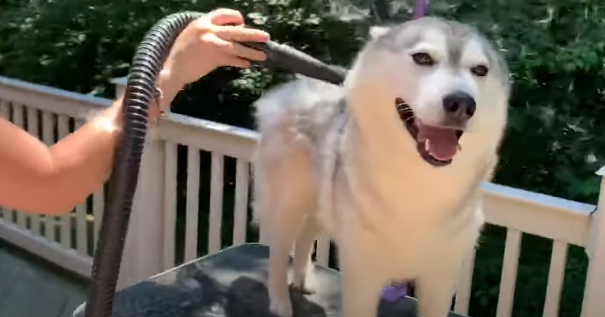 L’Husky è felice della toelettatura e il video fa il giro del web
