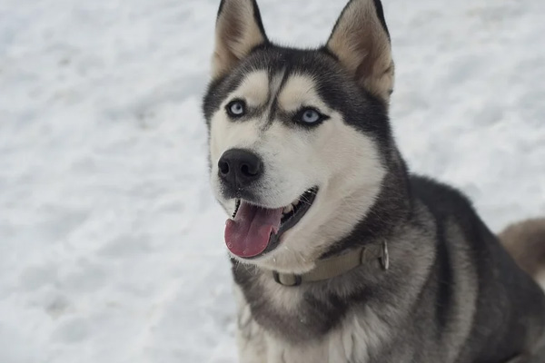 Husky osserva