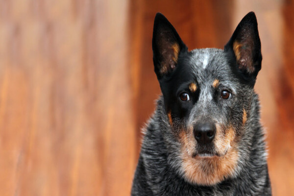 Cattle Dog che osserva