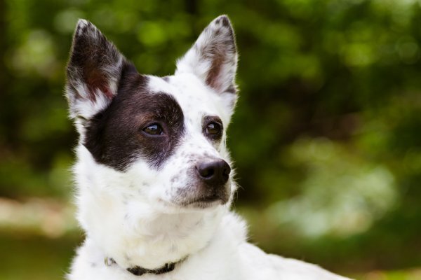 Cattle Dog che osserva