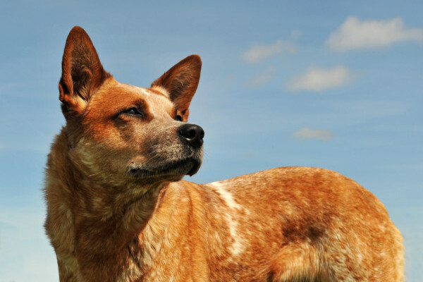 Cattle Dog che osserva