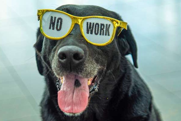 cane con occhiali da sole