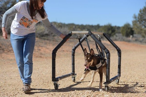 La storia del legame speciale fra i due cagnolini Kit e Caboodle