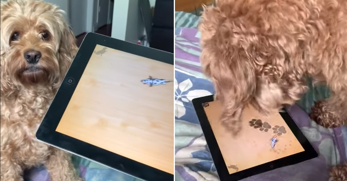 Labradoodle gioca con un Tablet e il video conquista il web