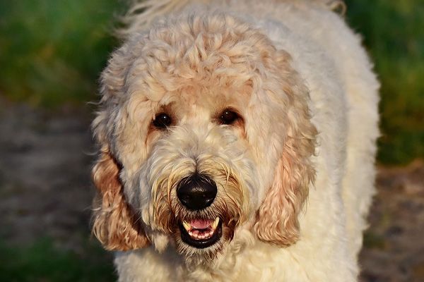 Labradoodle osserva