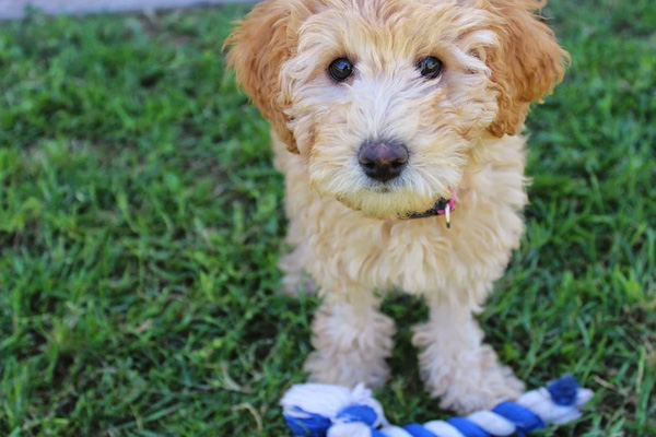 Cucciolo di Labradoodle gioca