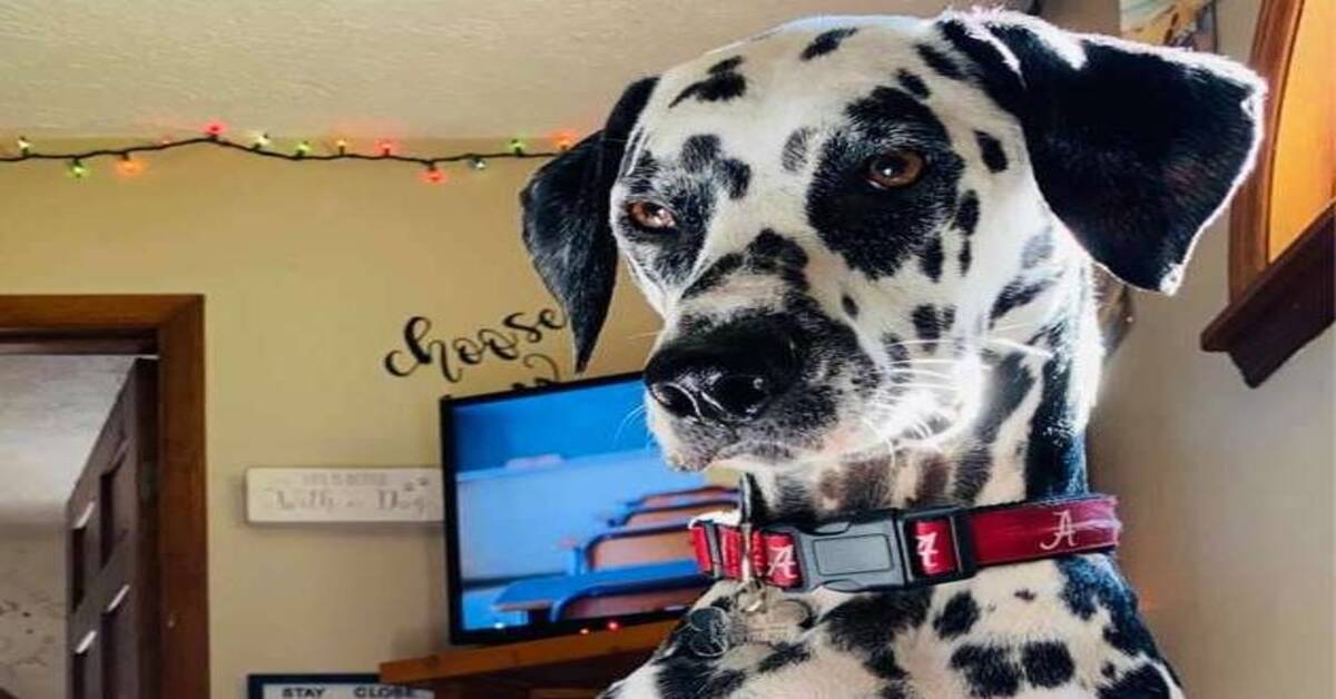 Leo, il Dalmata che non ha nessuna intenzione di farsi un bagno