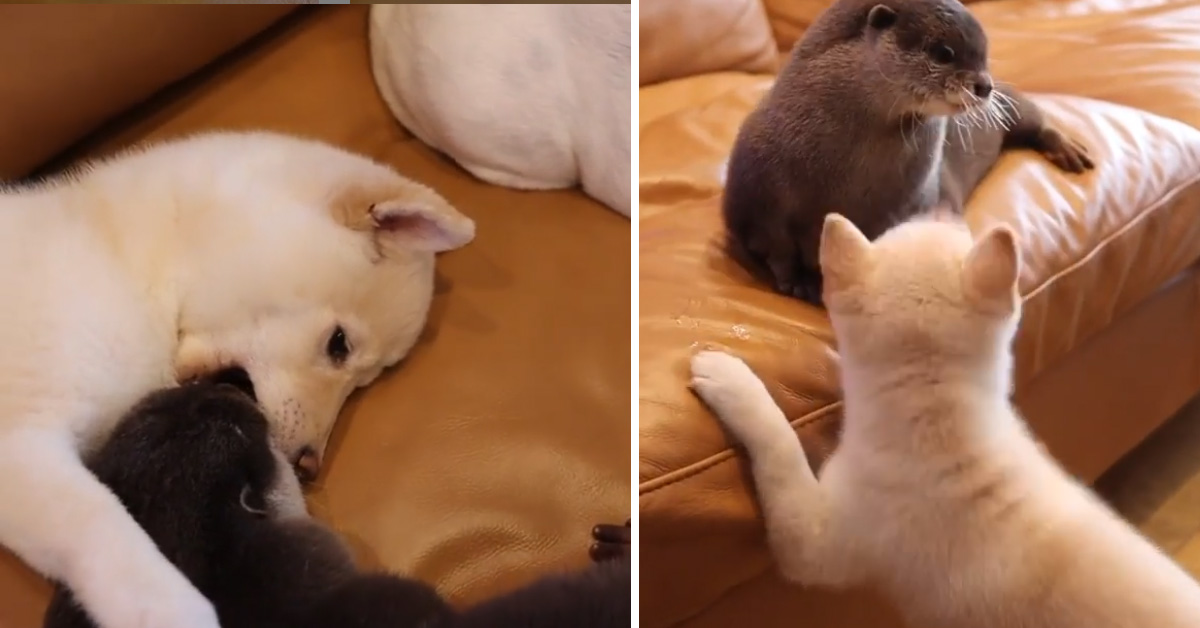 Lo Shiba Inu gioca con una lontra e il video della loro “lotta” conquista il web