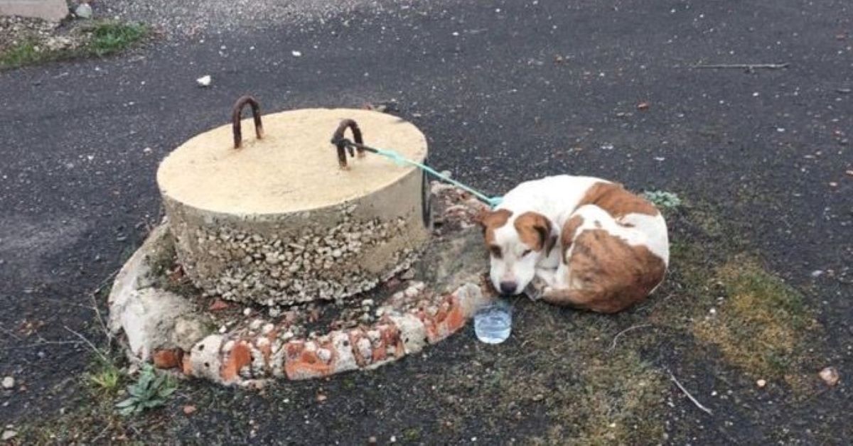 Lydia, il cane abbandonato durante la quarantena, ha trovato casa