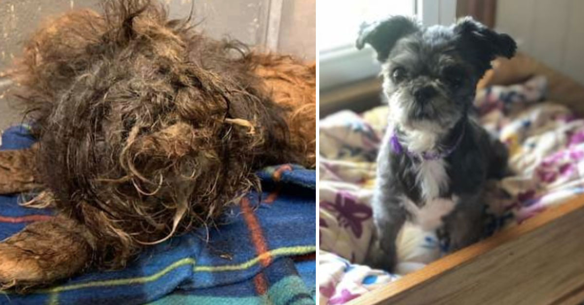 Magnolia, la Shih Tzu trascurata che era rimasta incastrata nel suo pelo: la trasformazione