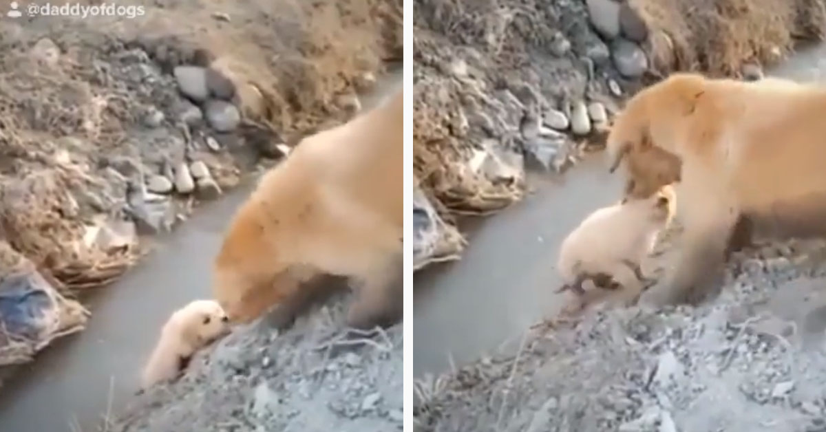 Mamma Golden Retriever aiuta il suo cucciolo ad attraversare un ruscello (video)