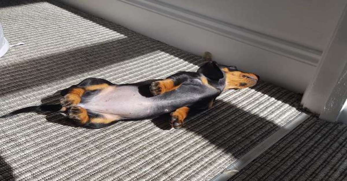 Nellie, la cucciola di Bassotto che adora dormire al sole